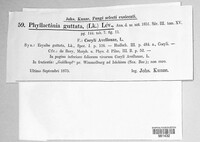 Phyllactinia guttata image